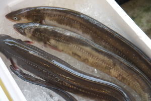 Anago