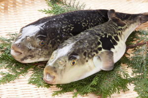 Fugu