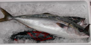 Hamachi