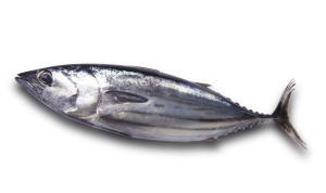 katsuo