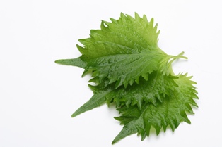 shiso